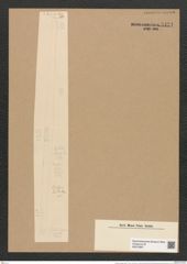 Ardissonia fulgens (Grev.?) Grun. (de-Toni-Nr.: Genus 68, Species 2676) Zeichnungen Sammlung Grunow Nr. 5471 (NHMW-BOT-W0373897)